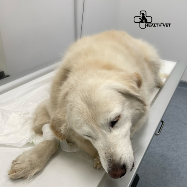 Clinica Veterinară Health Vet
