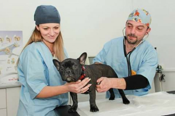 Nativet Brasov